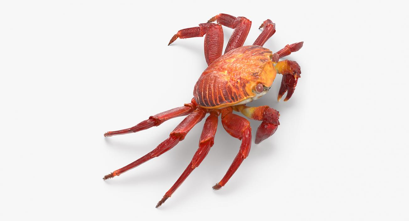 3D Red Rock Crab model