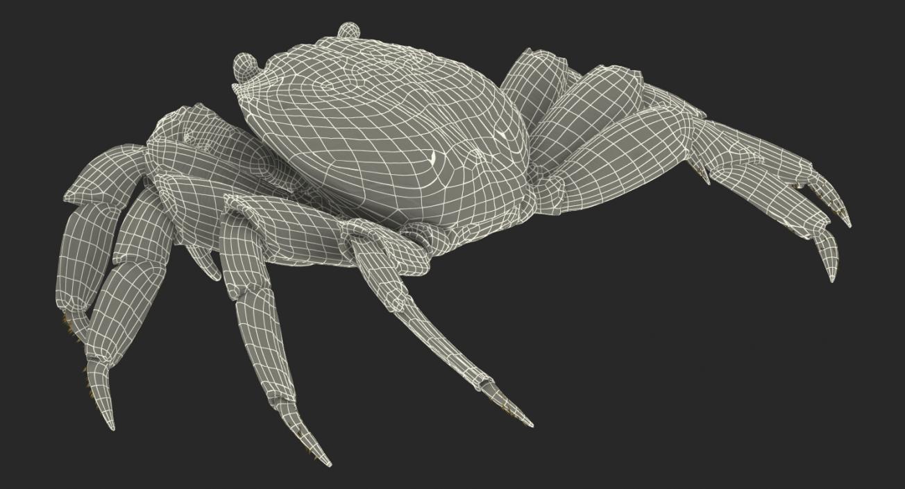 3D Red Rock Crab model