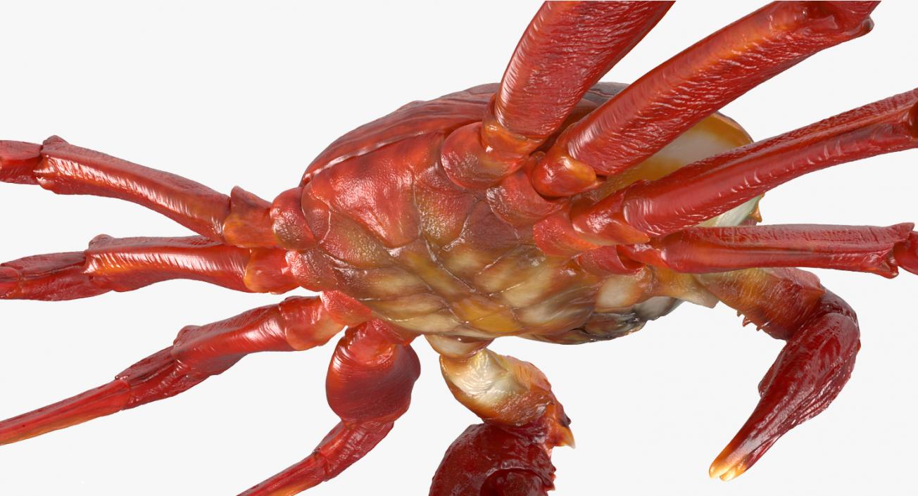 3D Red Rock Crab model