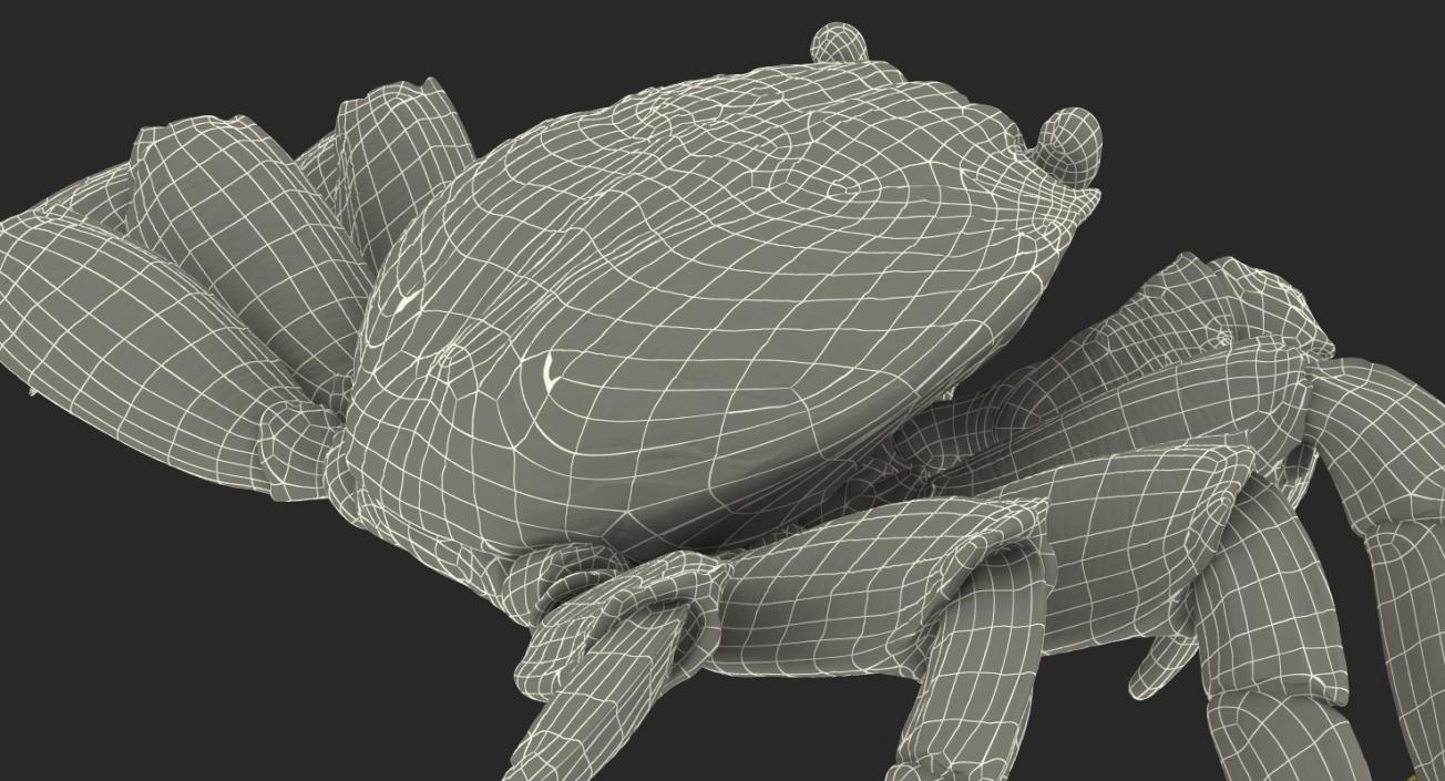 3D Red Rock Crab model