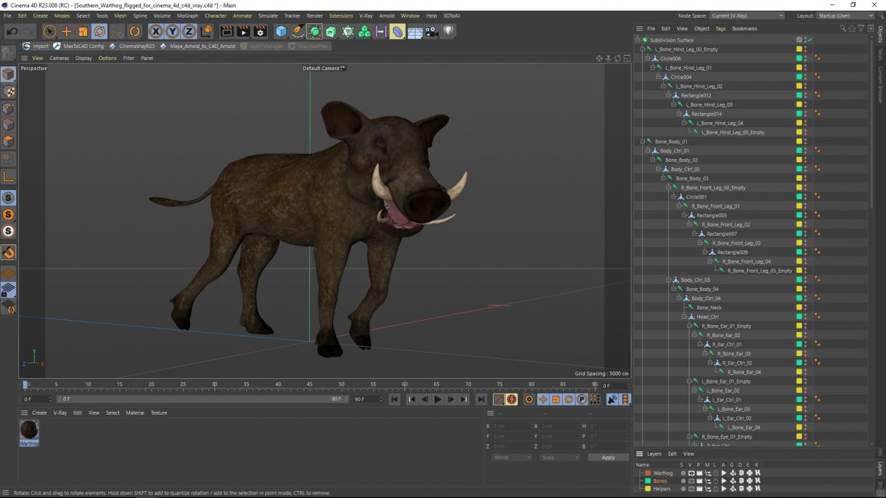 Southern Warthog Rigged for Cinema 4D 3D