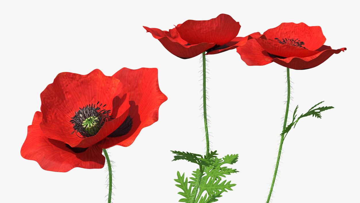 3D model Blooming Poppy Flower Set