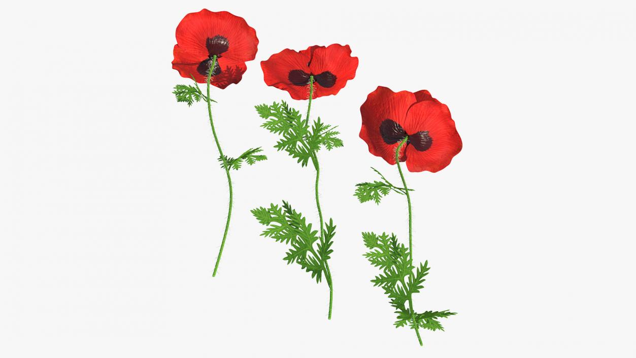 3D model Blooming Poppy Flower Set