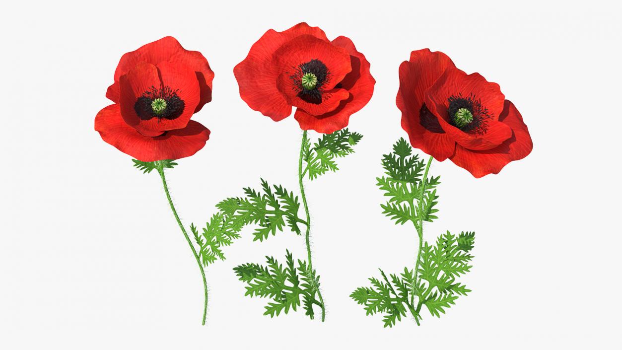 3D model Blooming Poppy Flower Set