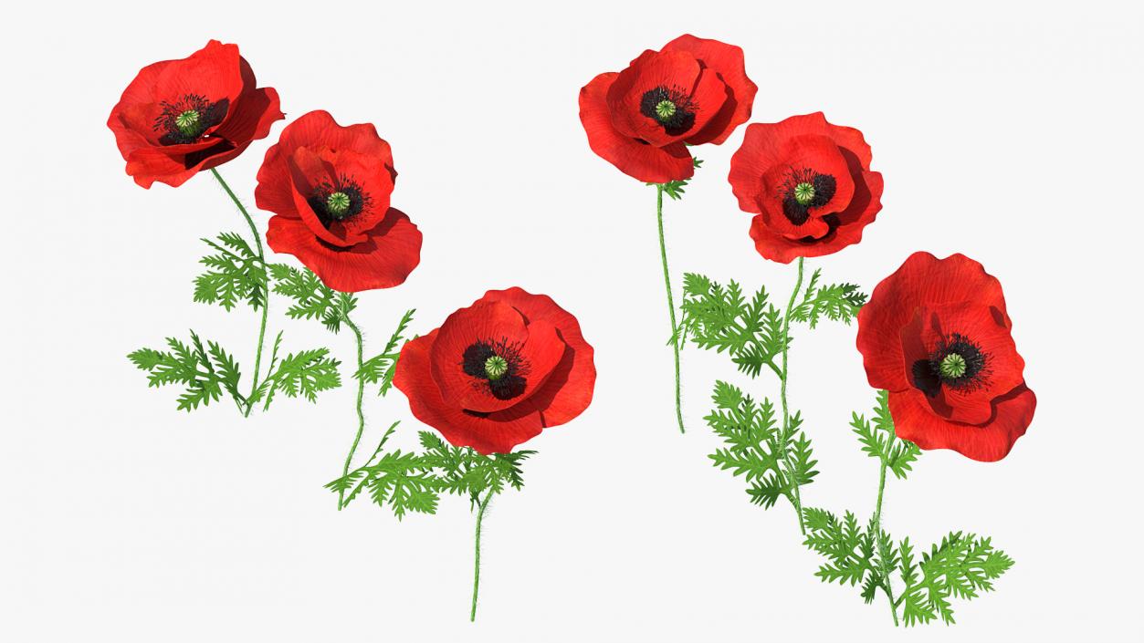 3D model Blooming Poppy Flower Set