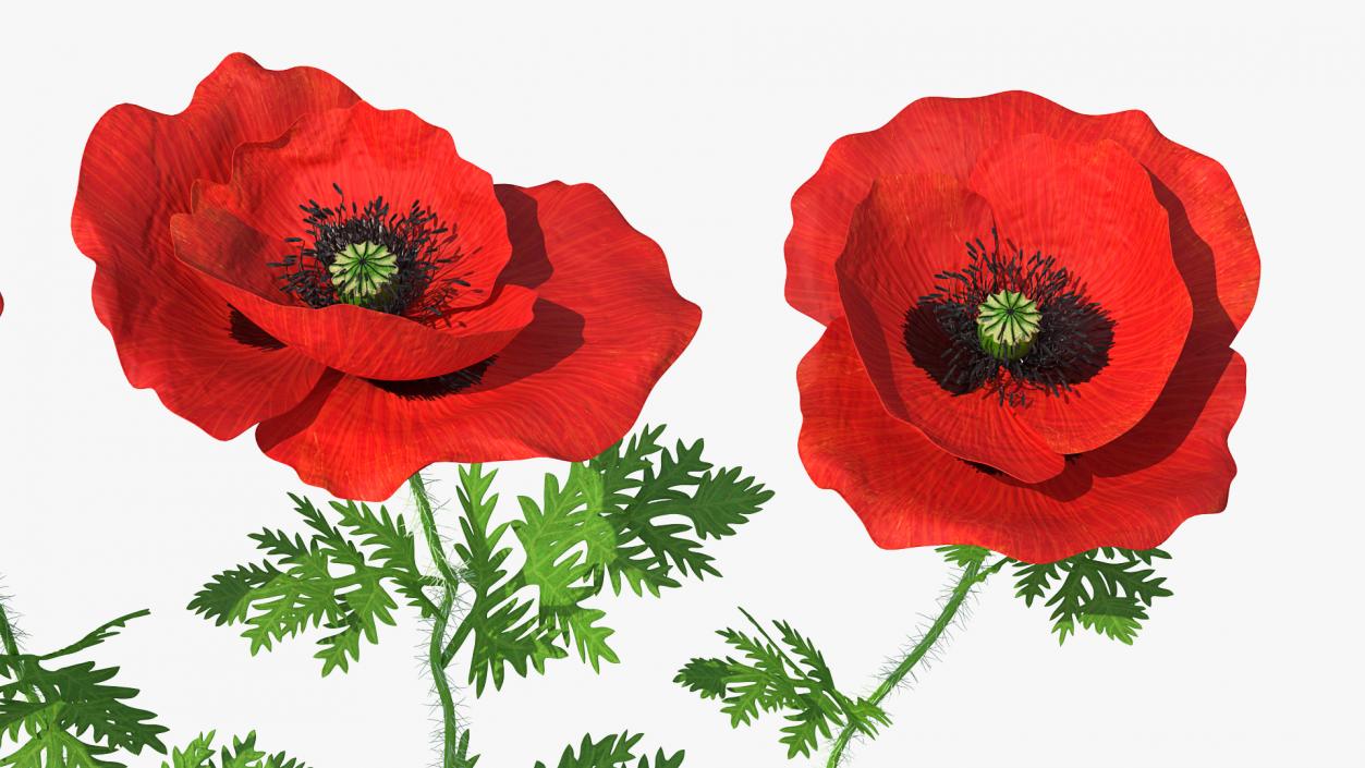 3D model Blooming Poppy Flower Set