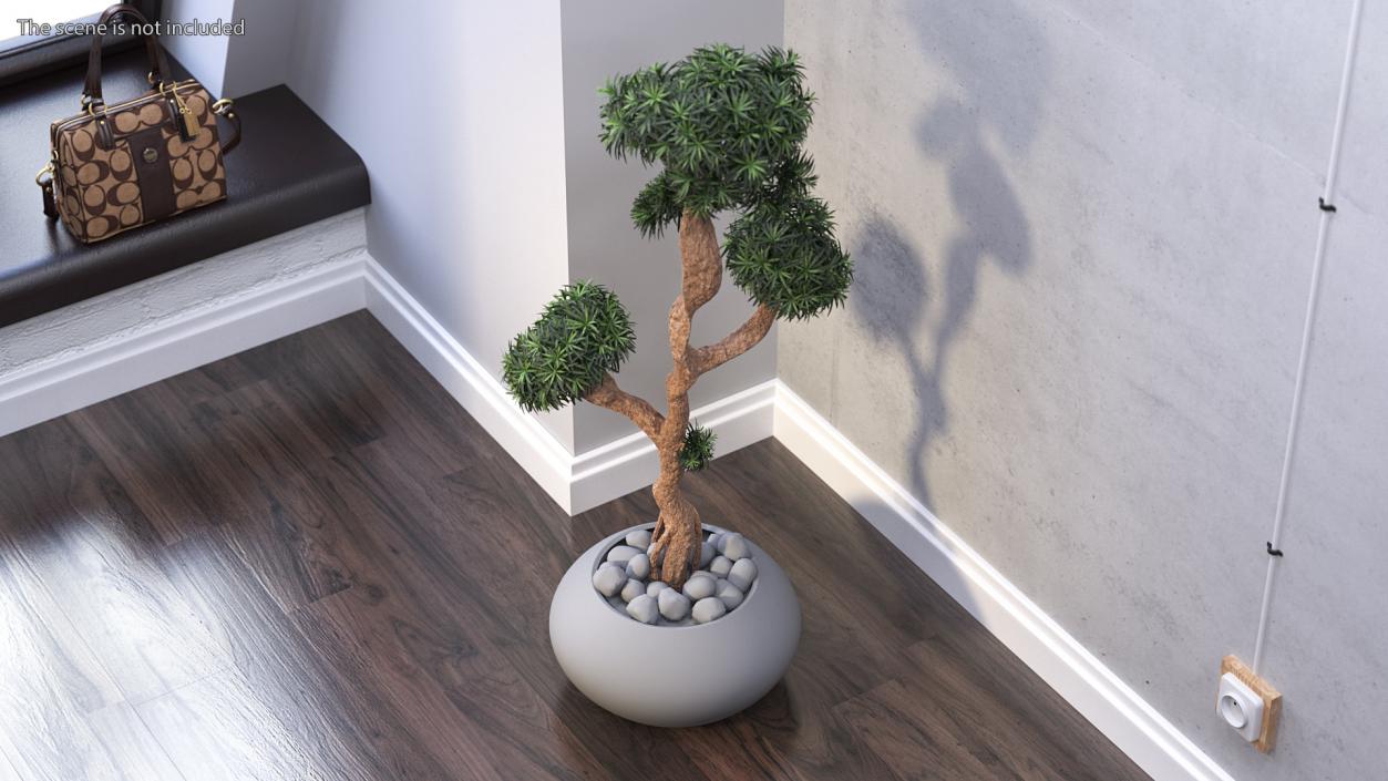 3D Podocarpus Small Tree