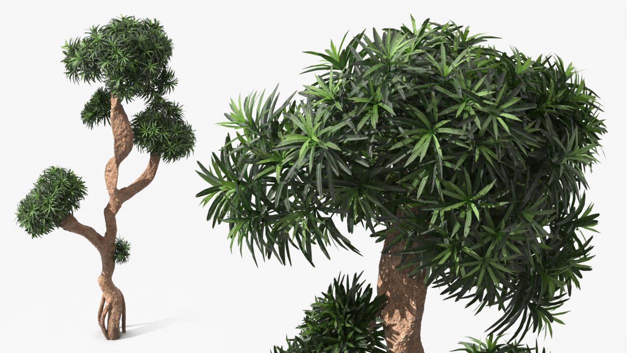 3D Podocarpus Small Tree