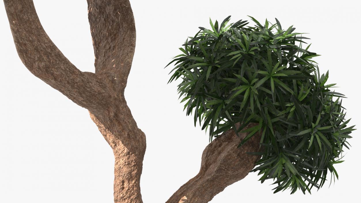 3D Podocarpus Small Tree