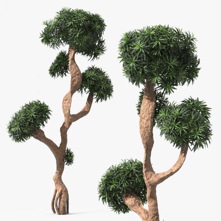 3D Podocarpus Small Tree