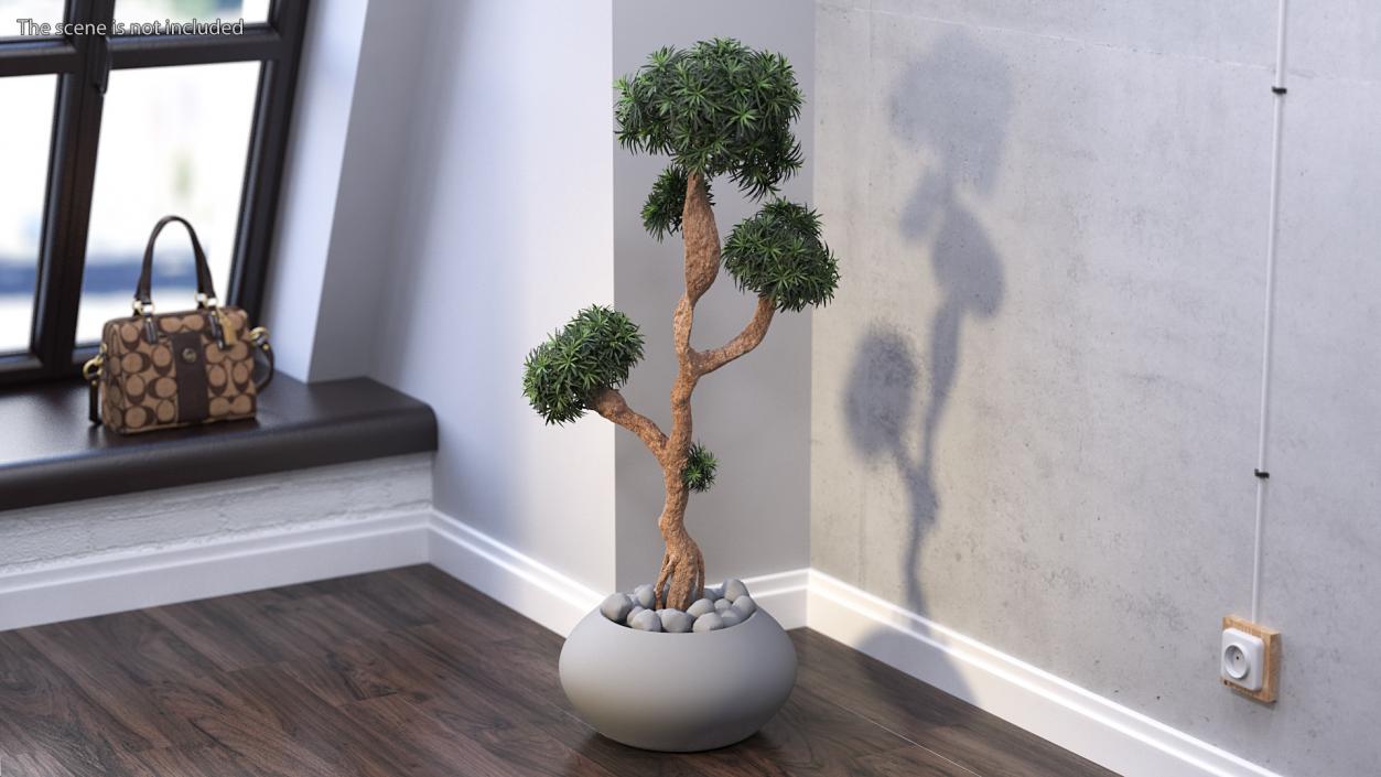 3D Podocarpus Small Tree