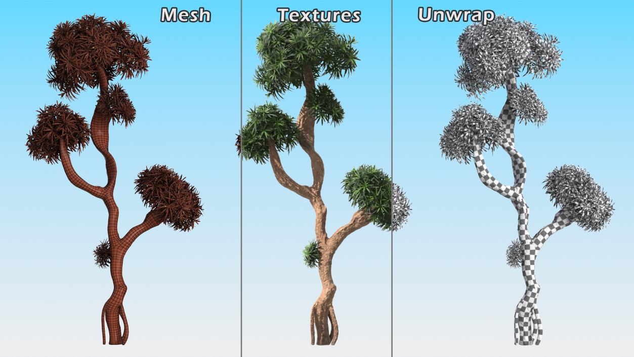 3D Podocarpus Small Tree