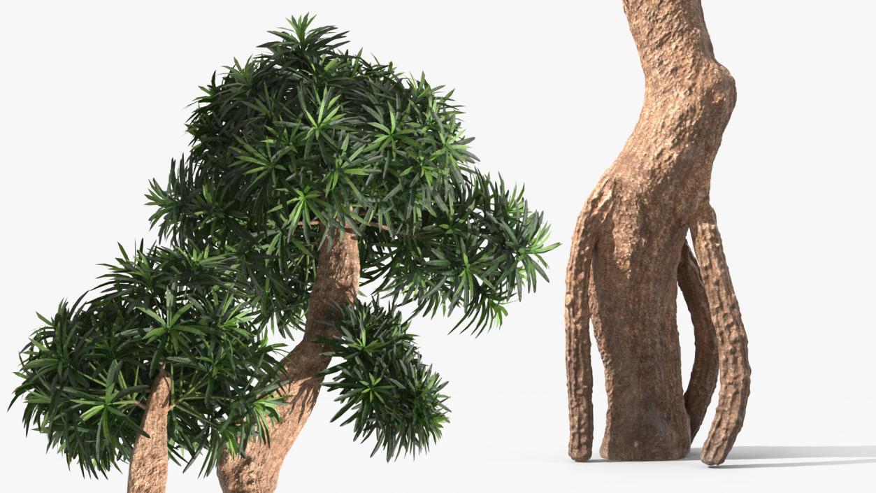 3D Podocarpus Small Tree