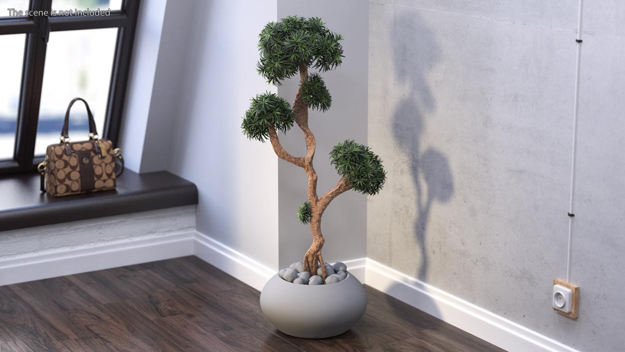 3D Podocarpus Small Tree