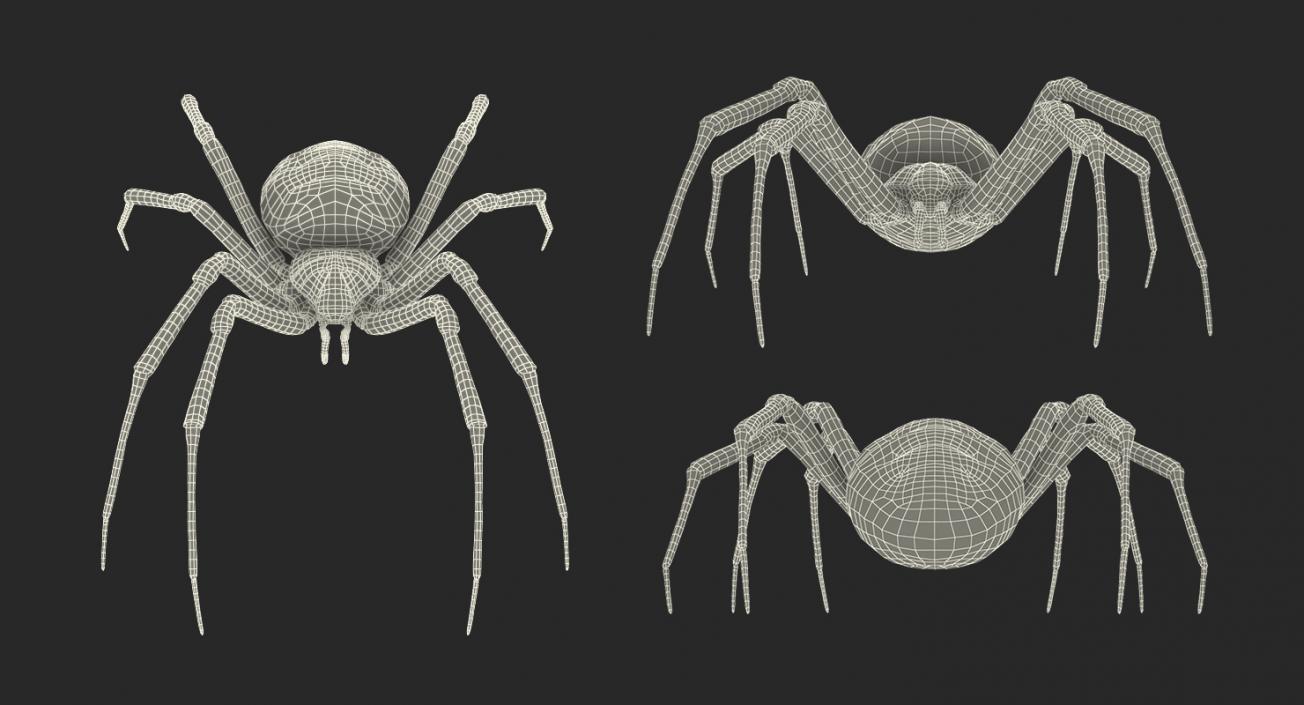 Argiope Aurantia Spider Rigged with Fur 3D model