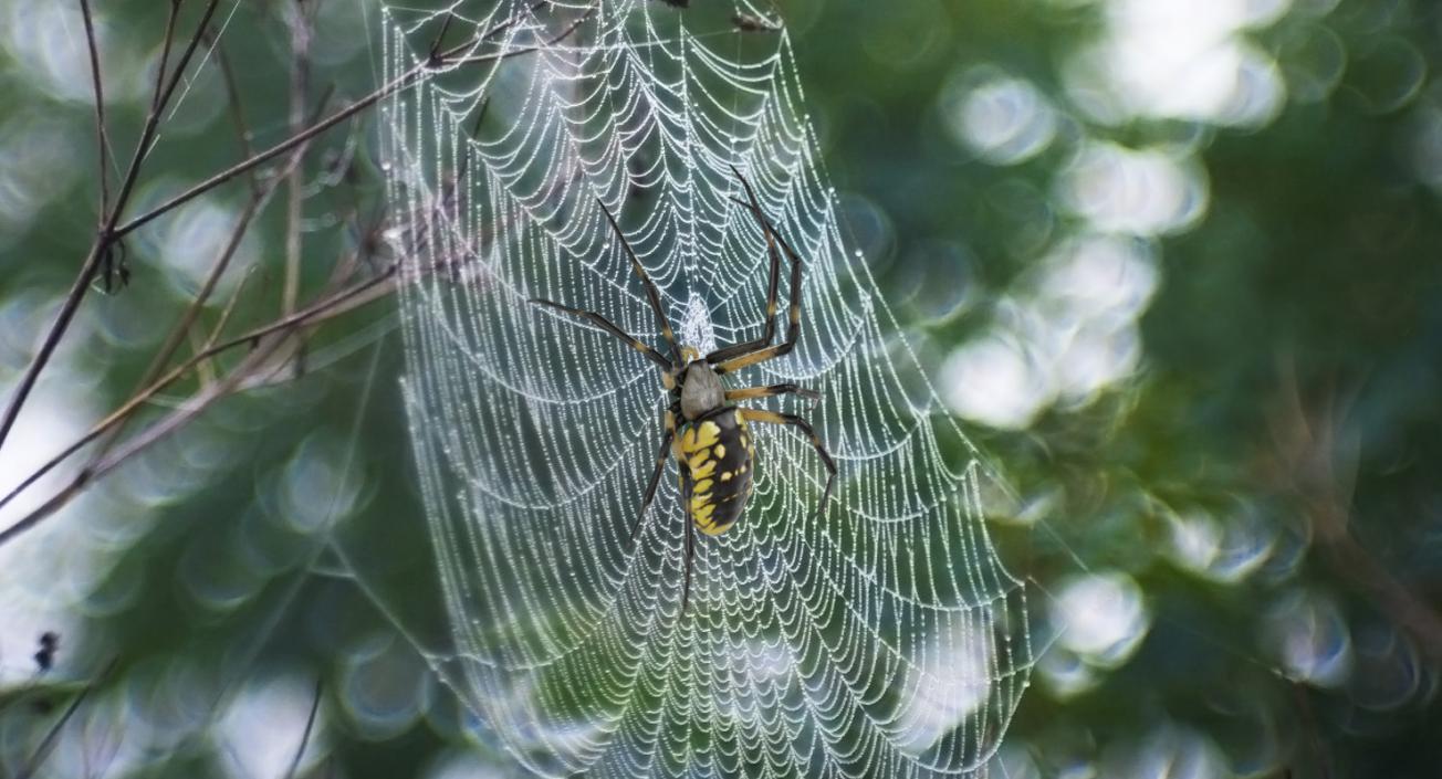 Argiope Aurantia Spider Rigged with Fur 3D model