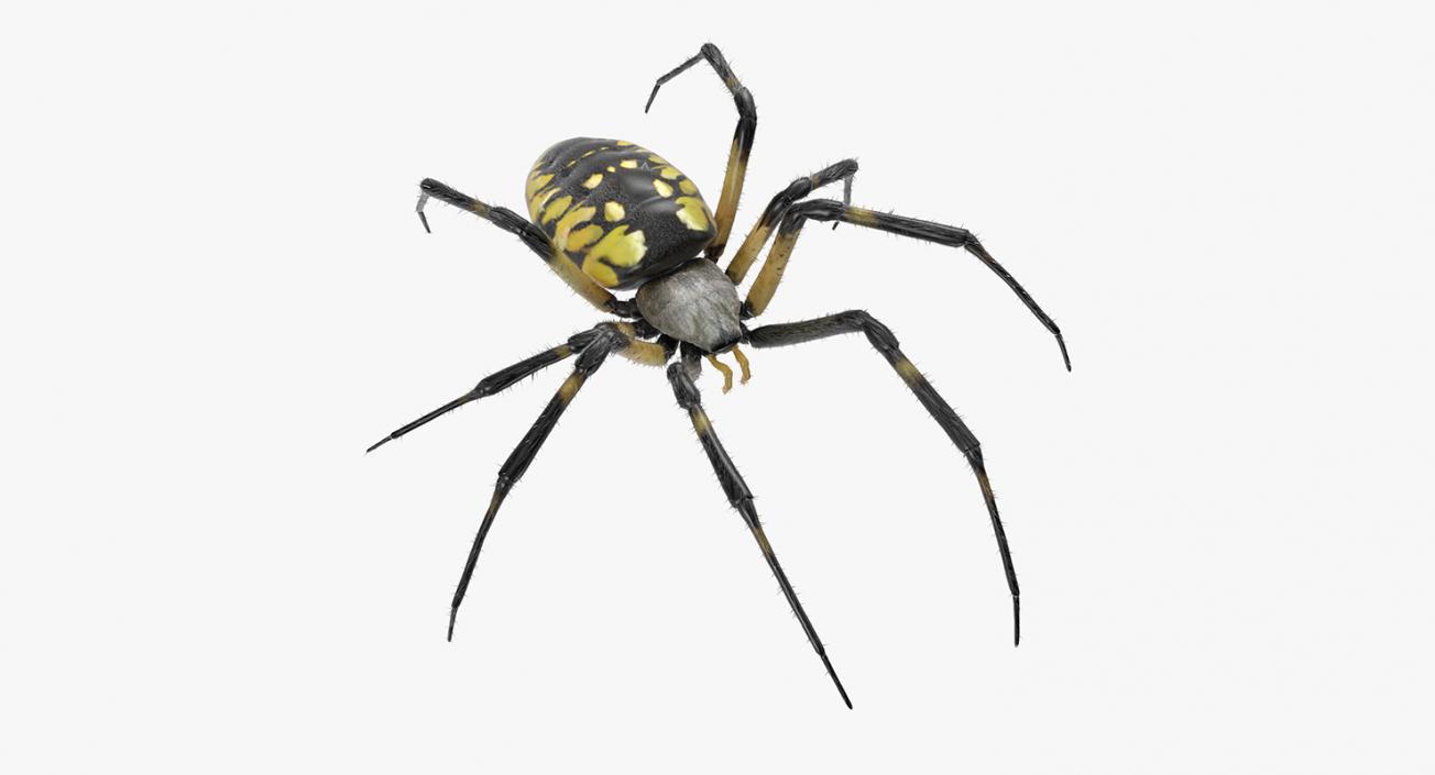 Argiope Aurantia Spider Rigged with Fur 3D model