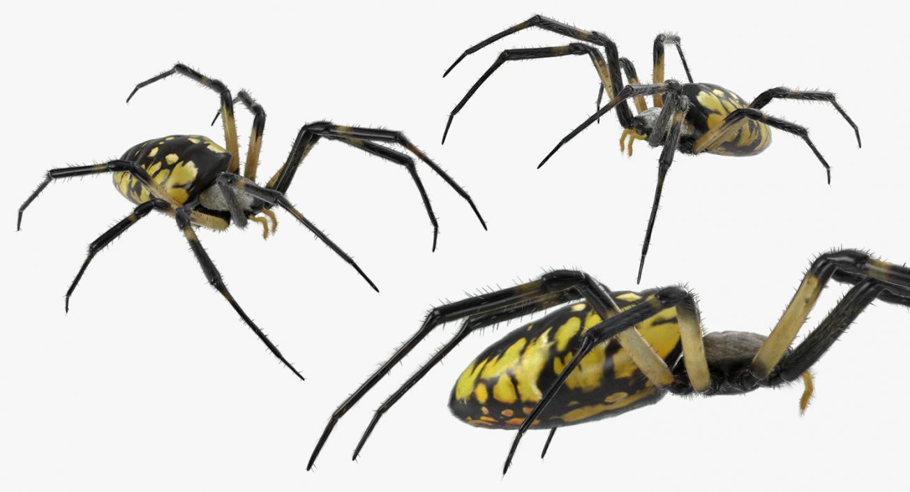 Argiope Aurantia Spider Rigged with Fur 3D model