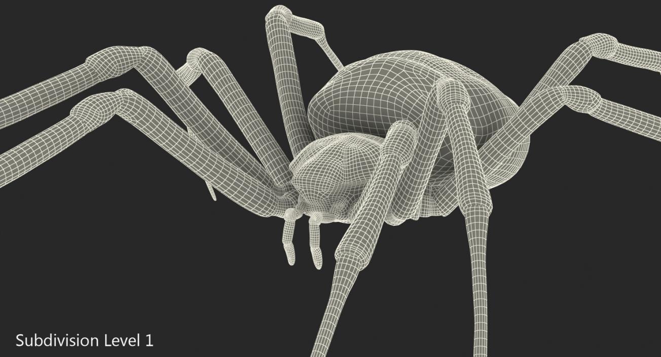 Argiope Aurantia Spider Rigged with Fur 3D model