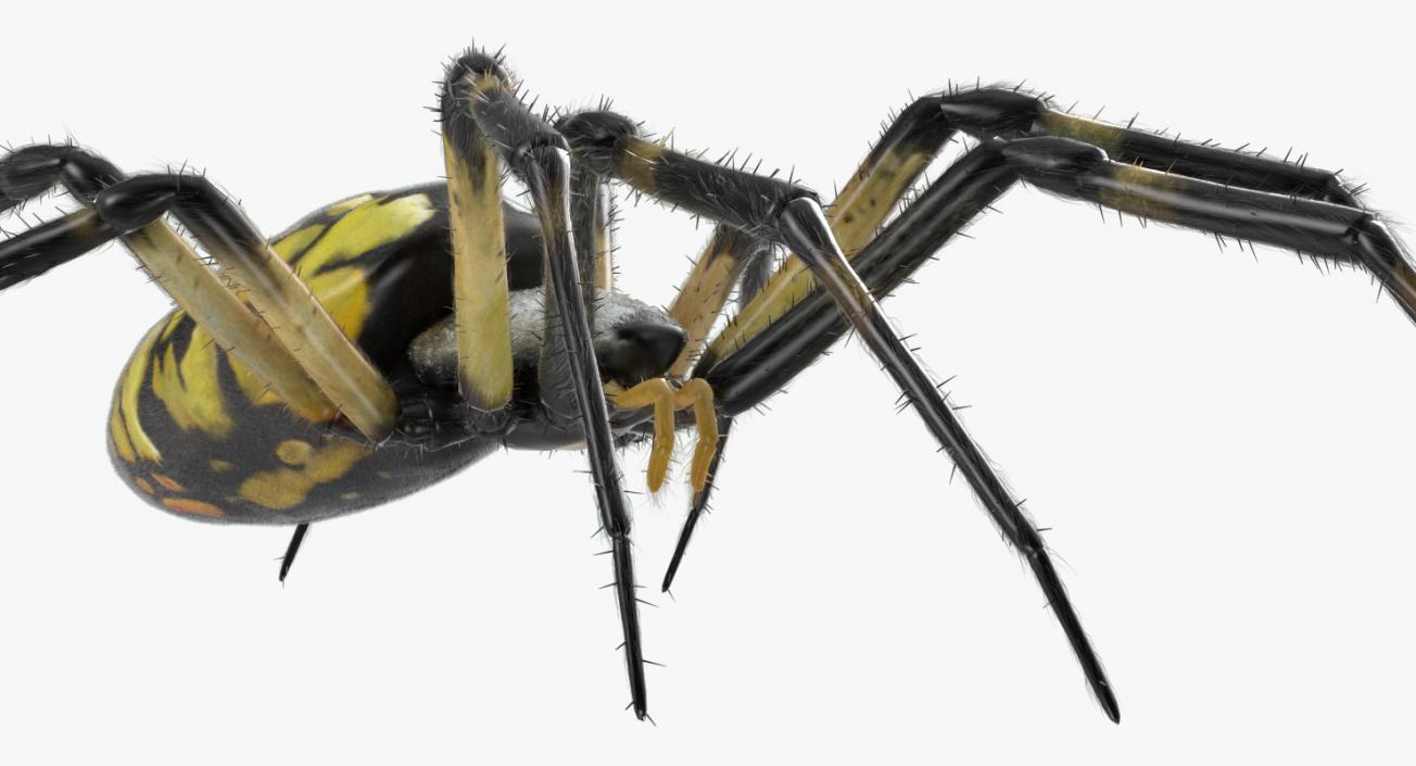 Argiope Aurantia Spider Rigged with Fur 3D model