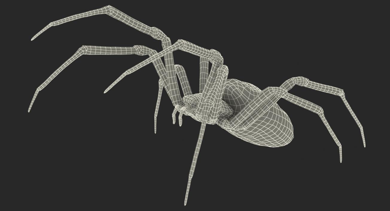 Argiope Aurantia Spider Rigged with Fur 3D model