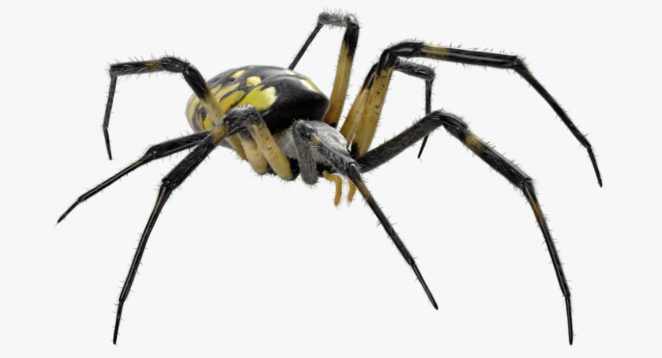 Argiope Aurantia Spider Rigged with Fur 3D model