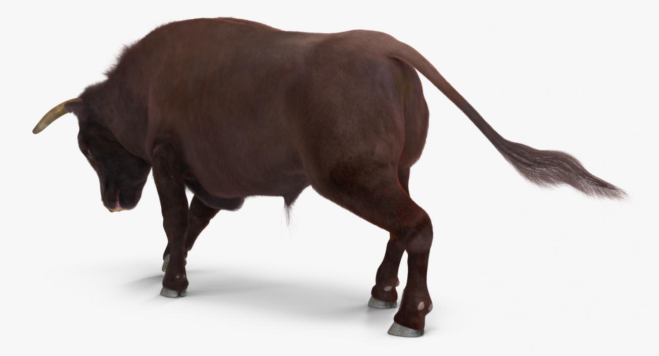 3D Bull Attacking Pose with Fur model