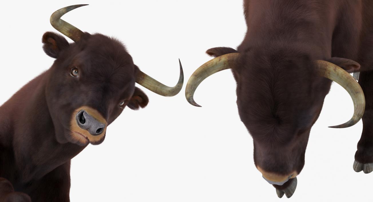 3D Bull Attacking Pose with Fur model