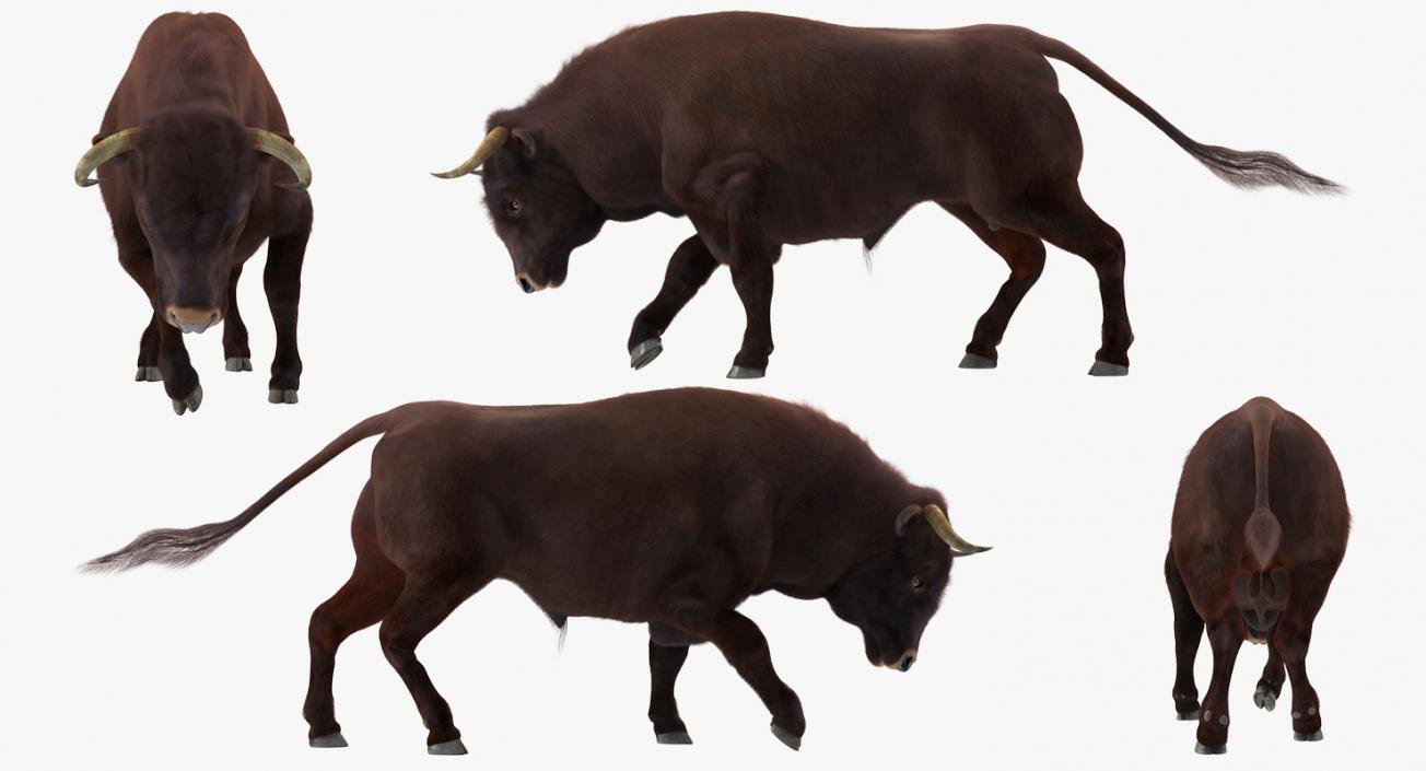 3D Bull Attacking Pose with Fur model