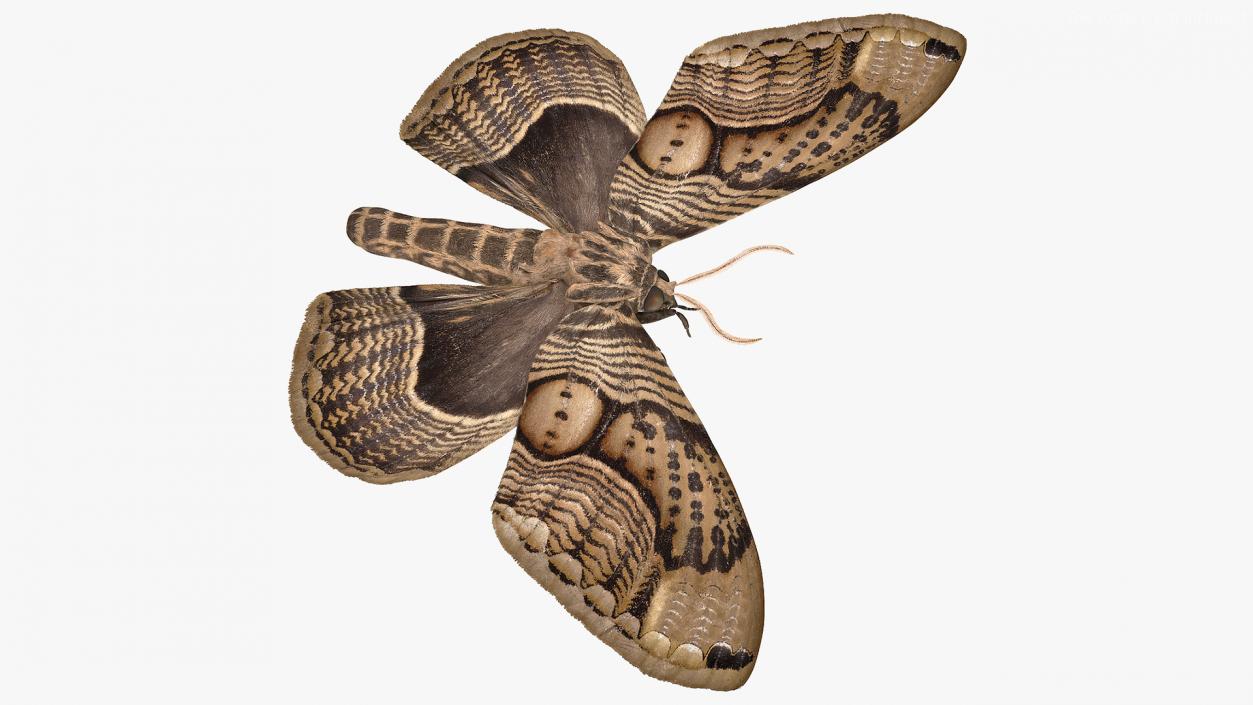 3D model Owl Moth