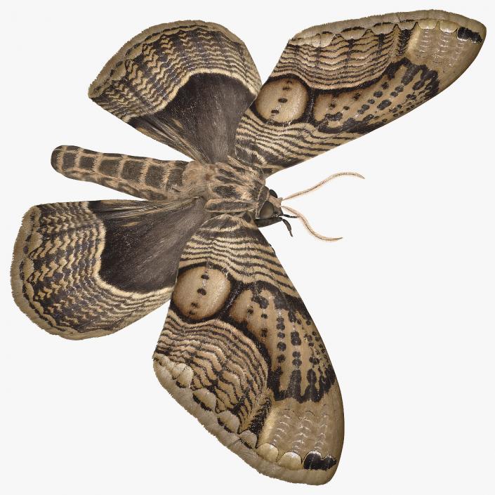 3D model Owl Moth