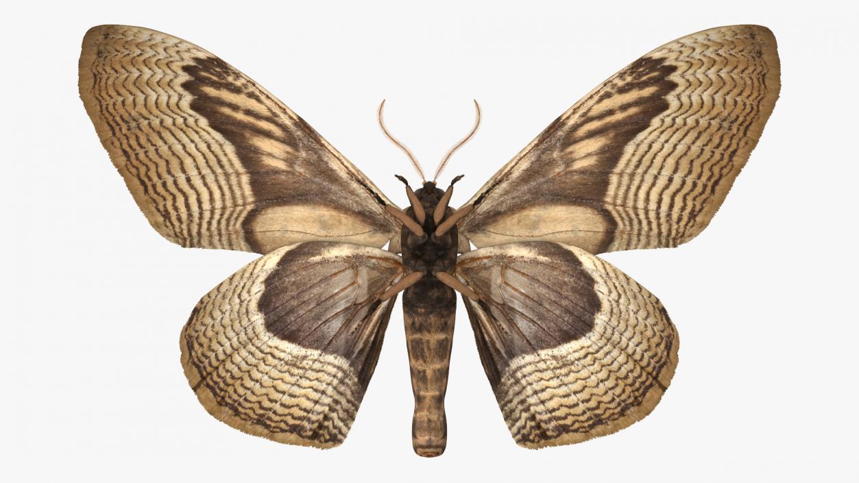 3D model Owl Moth