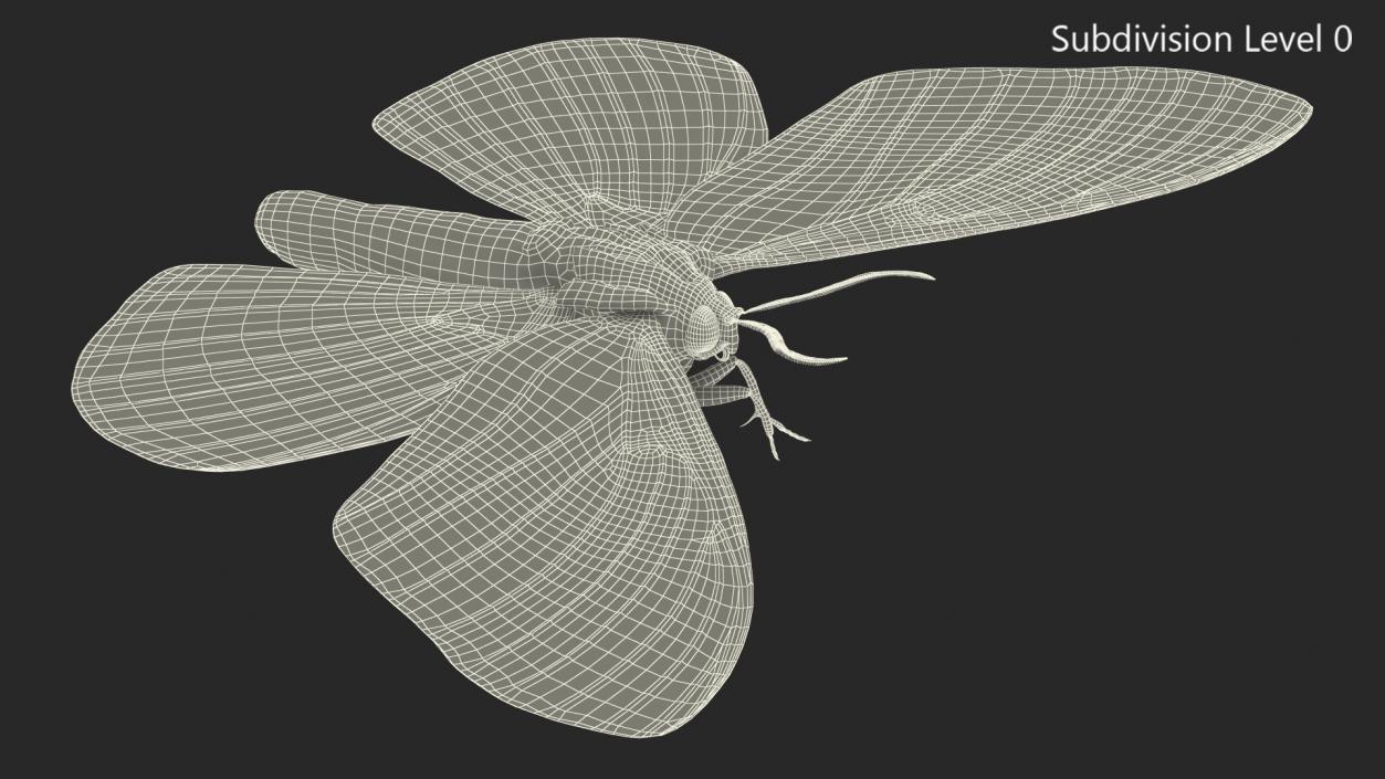 3D model Owl Moth