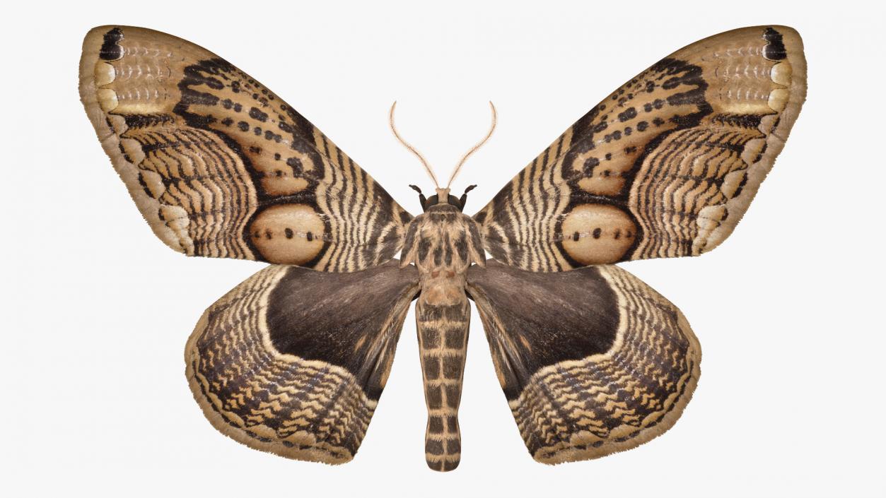 3D model Owl Moth