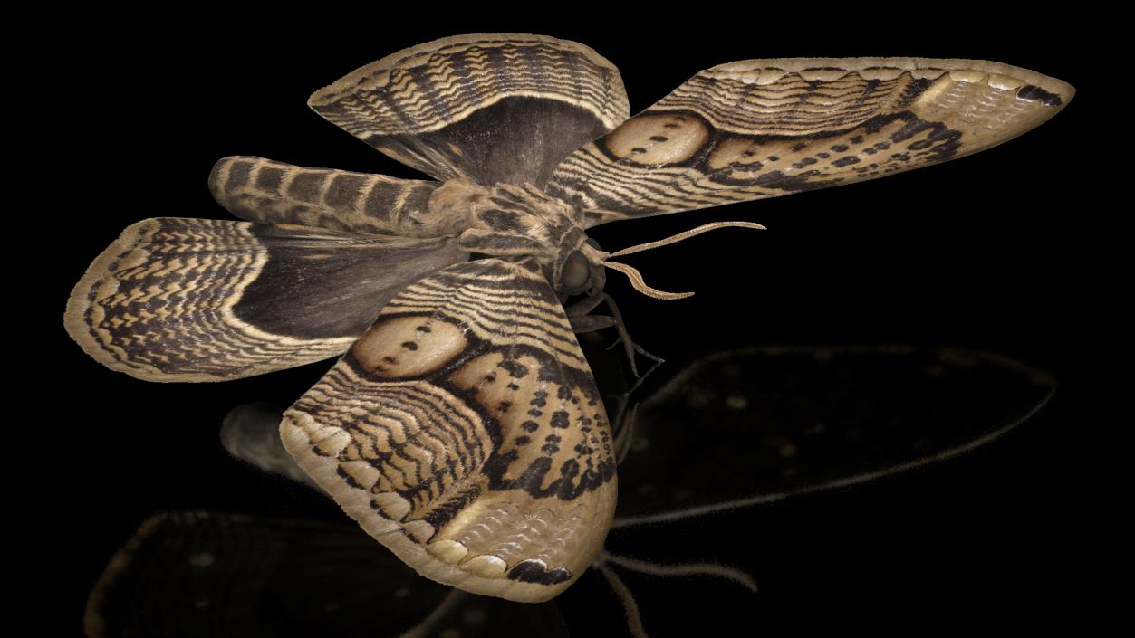 3D model Owl Moth