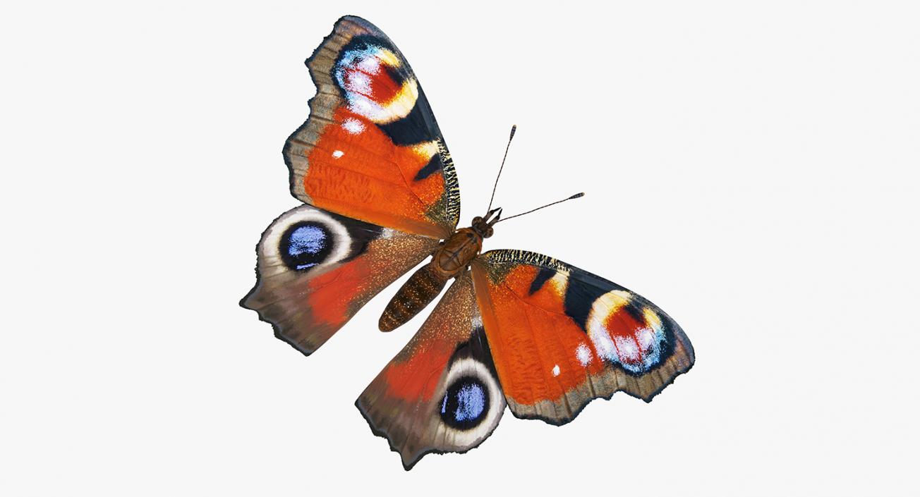 Aglais io or European Peacock Butterfly 3D model