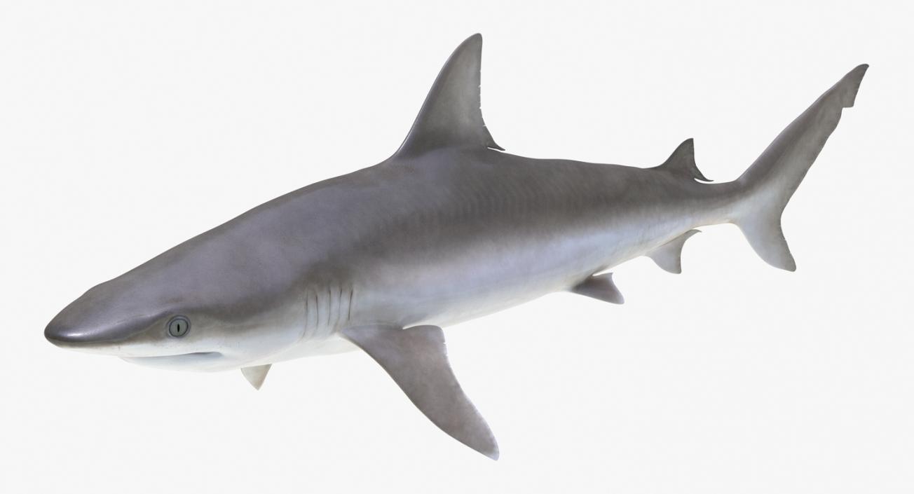 3D Rigged Sharks Collection 7