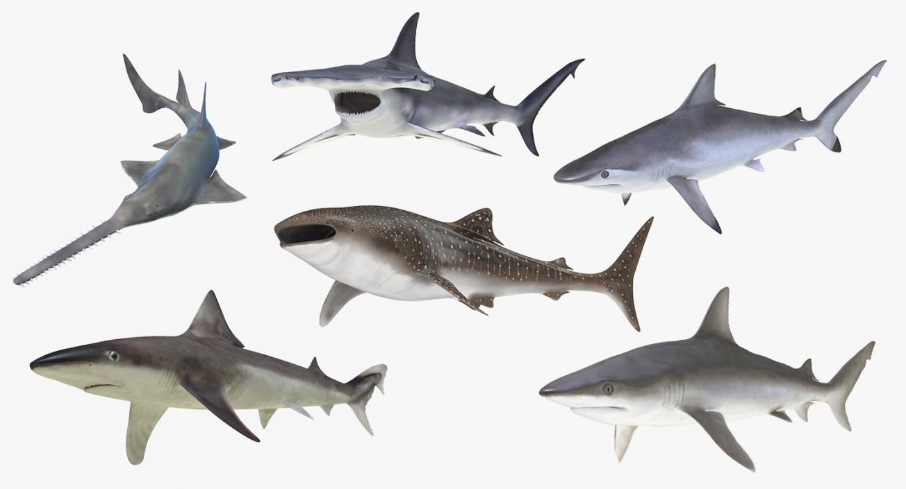 3D Rigged Sharks Collection 7