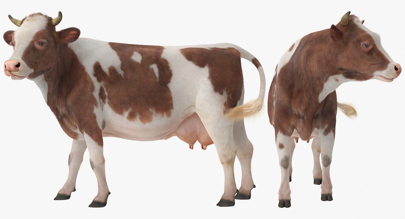 3D Red and White Cow with Fur