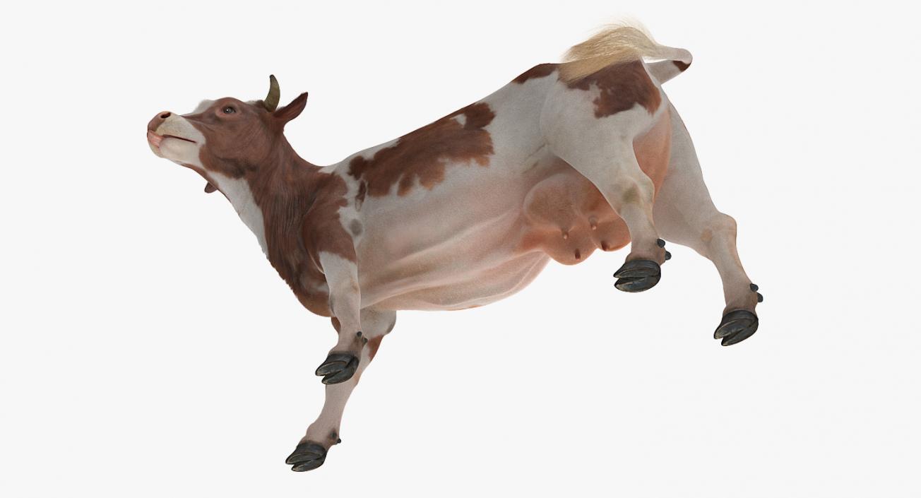 3D Red and White Cow with Fur