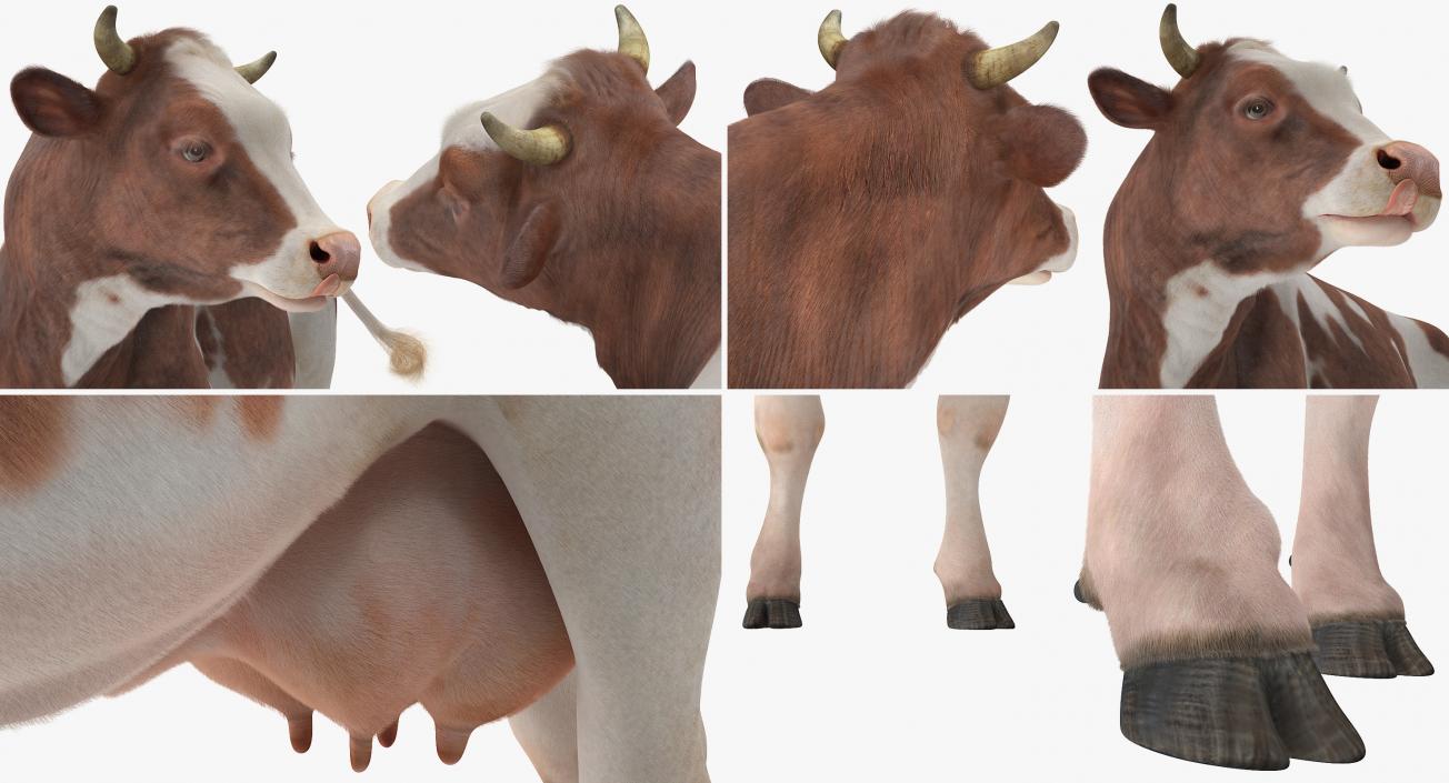 3D Red and White Cow with Fur