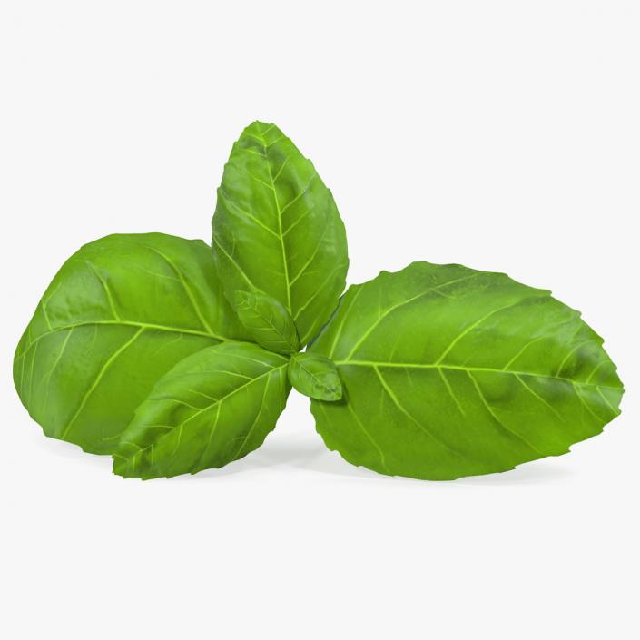 Fresh Basil Leafs 3D