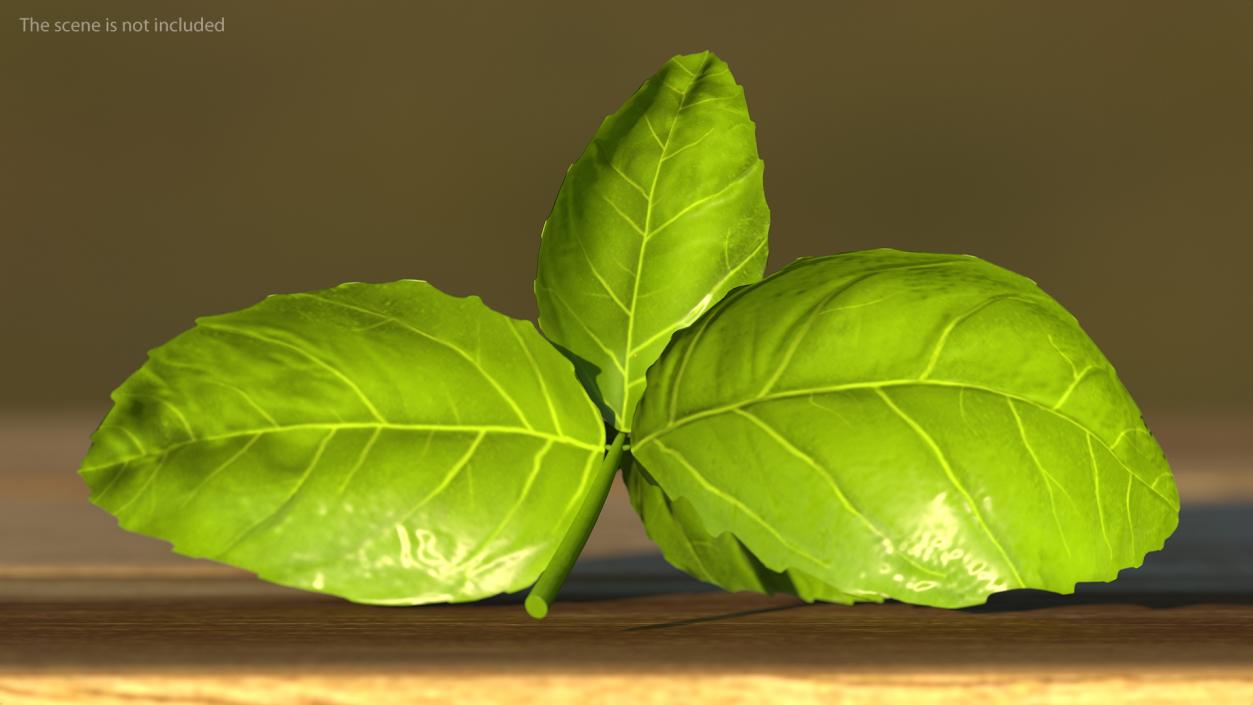 Fresh Basil Leafs 3D