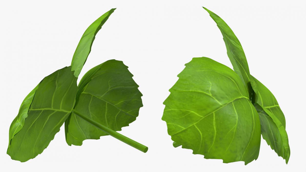 Fresh Basil Leafs 3D