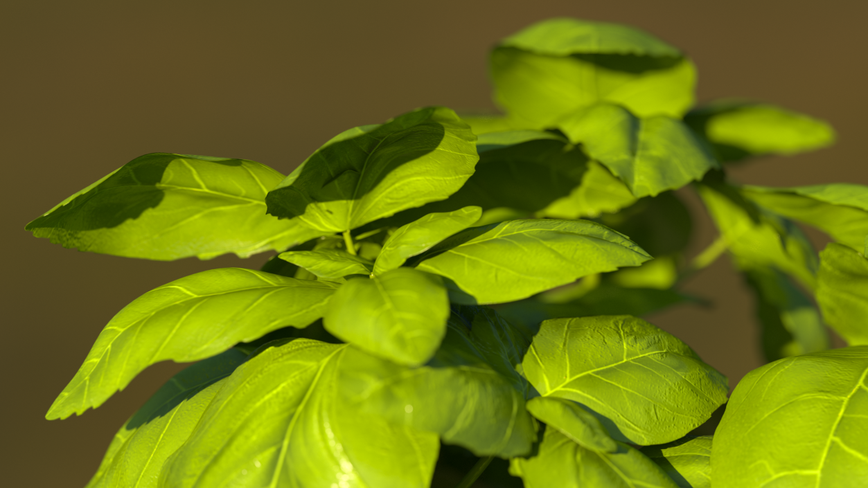 Fresh Basil Leafs 3D