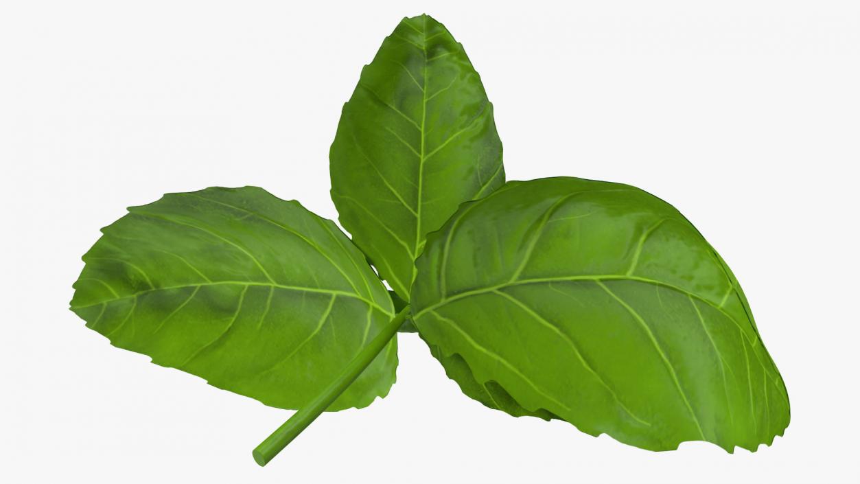 Fresh Basil Leafs 3D