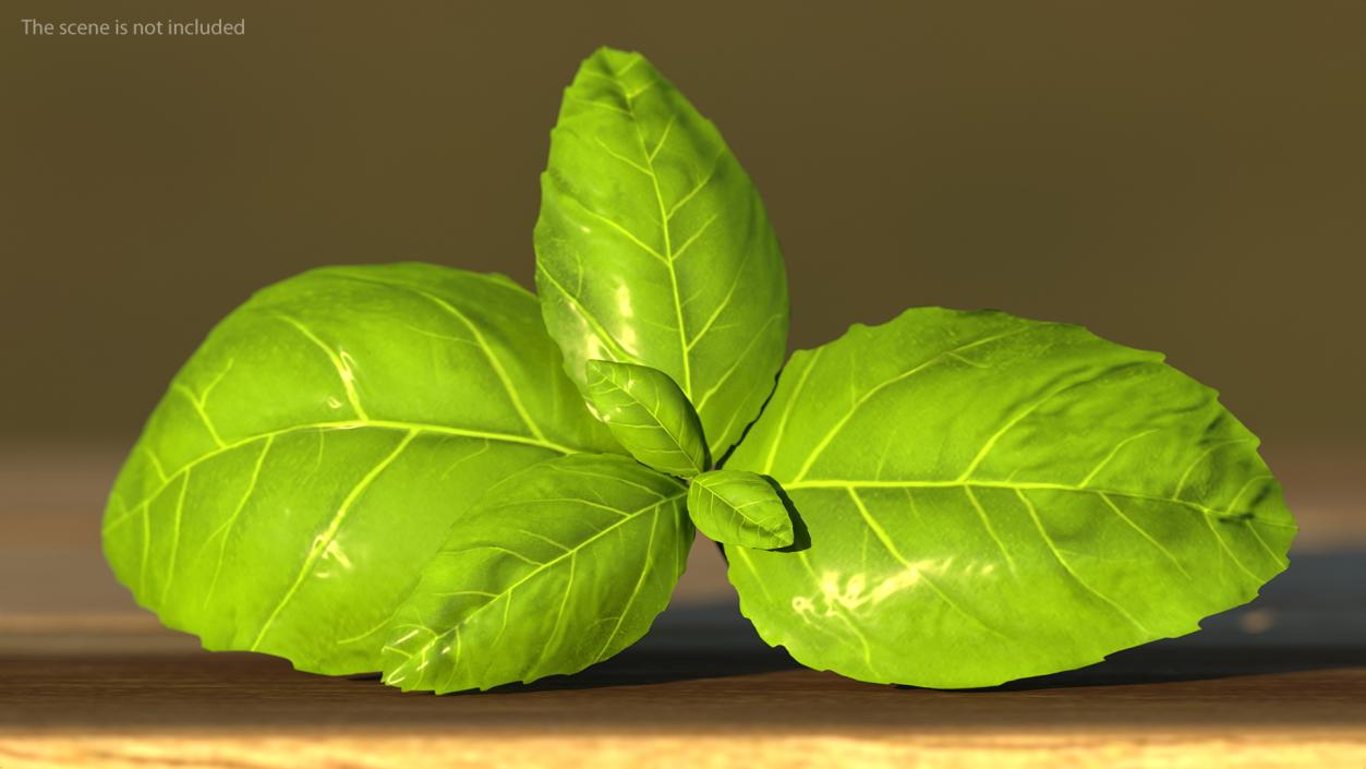 Fresh Basil Leafs 3D