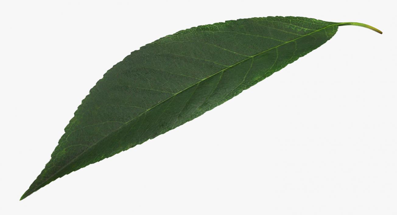 3D Cherry Leaf