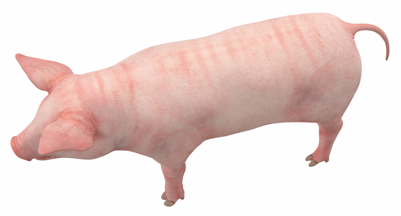 Pig Piglet Landrace 3D model