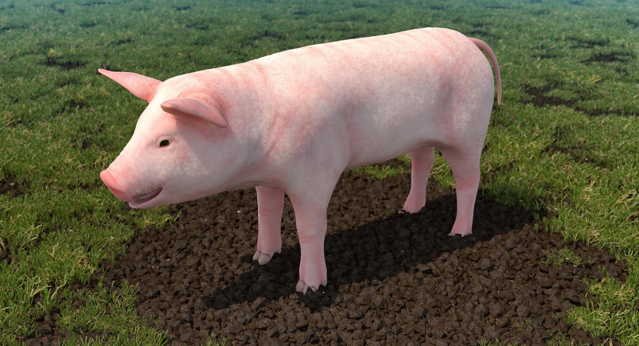 Pig Piglet Landrace 3D model